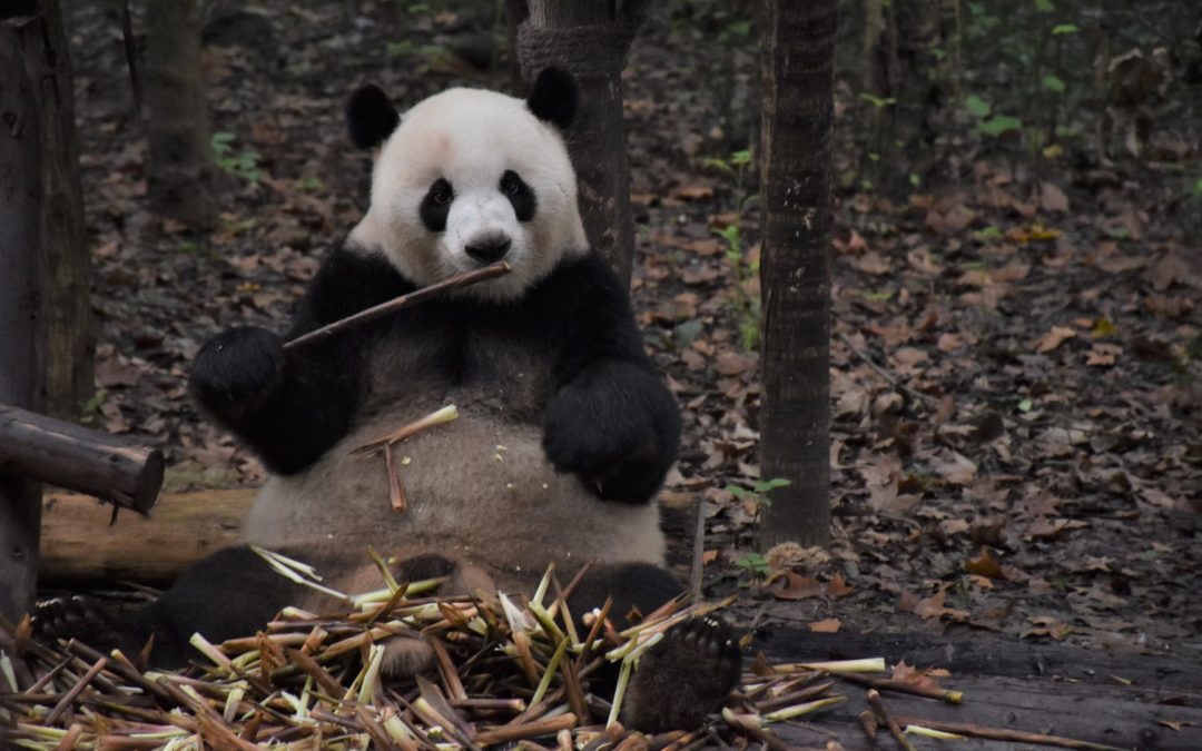 Pandas géants à Chengdu