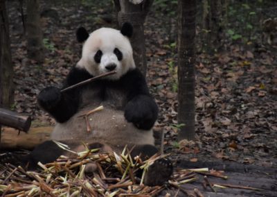 Pandas géants à Chengdu