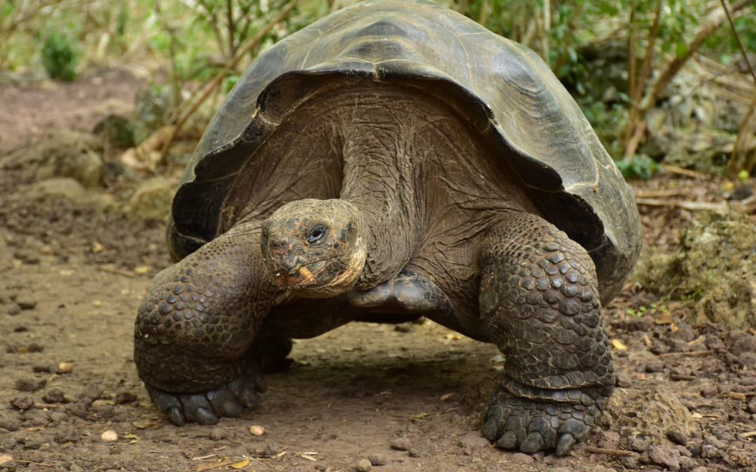 Iles Galapagos