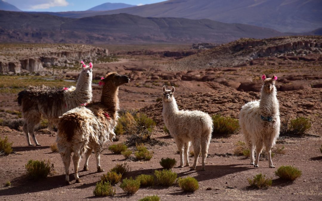 Sud Lipez et Salar d’Uyuni